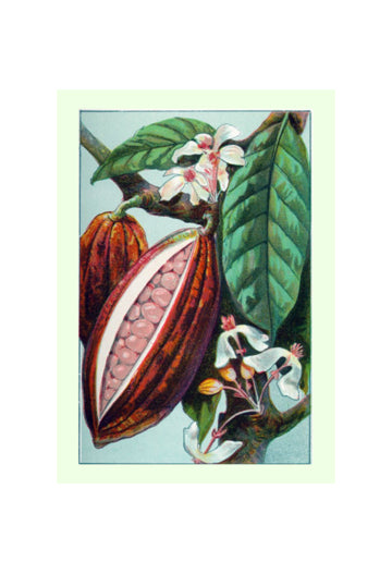 Cacao Pod Card
